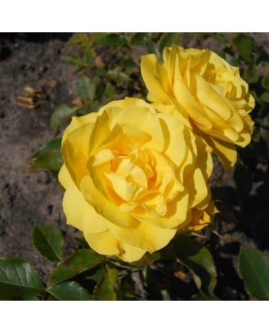 Rosier à fleurs groupées Friesia® (Salicyna / wikimedia.org)