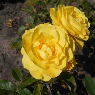 Rosier à fleurs groupées Friesia® (Salicyna / wikimedia.org)