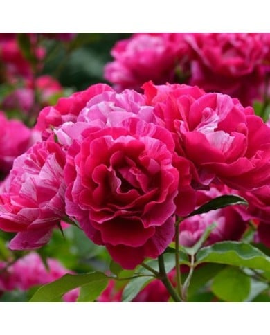 Rosier à fleurs groupées Guy Savoy® (Delbard)