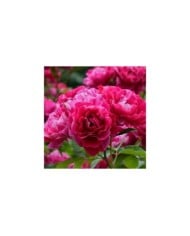 Rosier à fleurs groupées Guy Savoy® (Delbard)