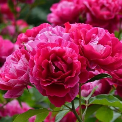 Rosier à fleurs groupées Guy Savoy® (Delbard)