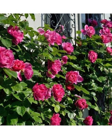 Rosier à fleurs groupées Guy Savoy® (Delbard)