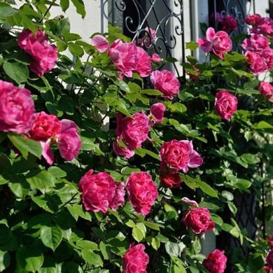 Rosier à fleurs groupées Guy Savoy® (Delbard)