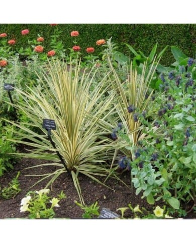 Cordyline 'Torbay Dazzler'