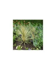 Cordyline 'Torbay Dazzler'
