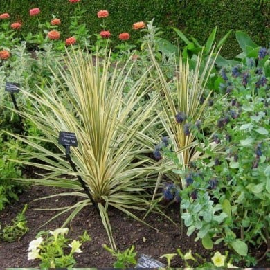 Cordyline 'Torbay Dazzler'