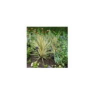 Cordyline 'Torbay Dazzler'