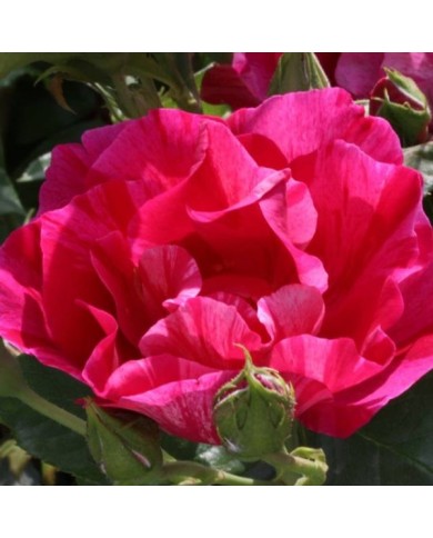 Rosier à fleurs groupées Guy Savoy® (Delbard)