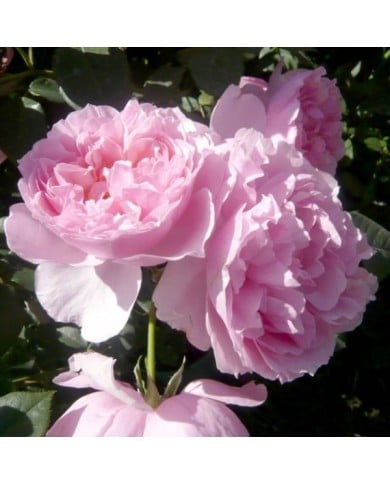 Rosier à fleurs groupées L´autre rose® (Delbard)