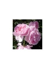Rosier à fleurs groupées L´autre rose® (Delbard)