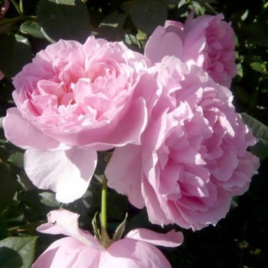 Rosier à fleurs groupées L´autre rose® (Delbard)