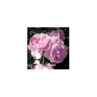 Rosier à fleurs groupées L´autre rose® (Delbard)