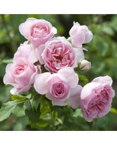 Rosier à fleurs groupées L´autre rose® (Delbard)