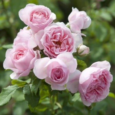 Rosier à fleurs groupées L´autre rose® (Delbard)