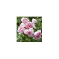 Rosier à fleurs groupées L´autre rose® (Delbard)