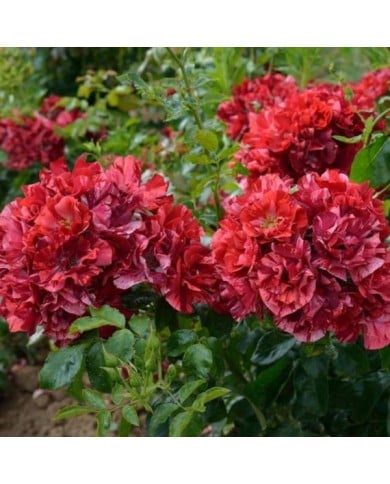 Rosier à fleurs groupées La reine de la nuit® (Delbard)
