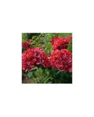 Rosier à fleurs groupées La reine de la nuit® (Delbard)