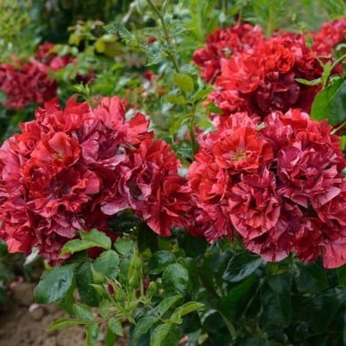 Rosier à fleurs groupées La reine de la nuit® (Delbard)