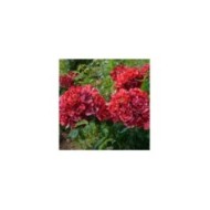 Rosier à fleurs groupées La reine de la nuit® (Delbard)