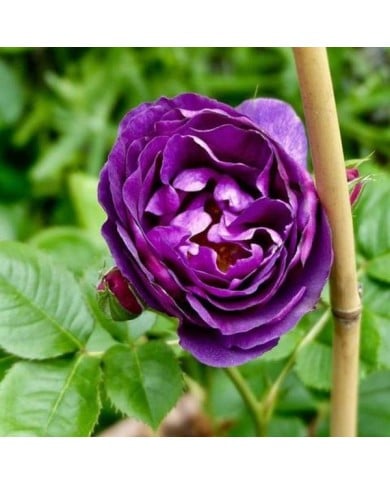 Rosier Minerva - Geolina163 / wikimedia.org