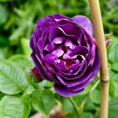 Rosier Minerva - Geolina163 / wikimedia.org