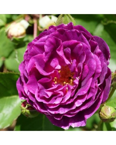 Rosier 'Minerva' - Geolina163 / wikimedia