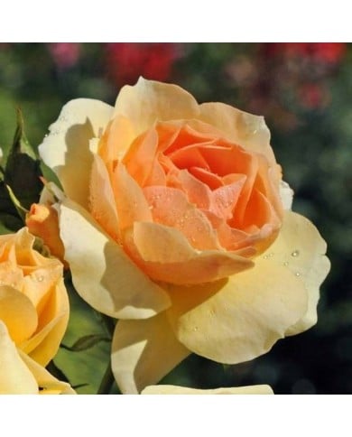 Rosier Mythique® (Edirose)