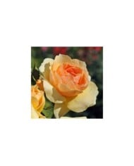 Rosier Mythique® (Edirose)