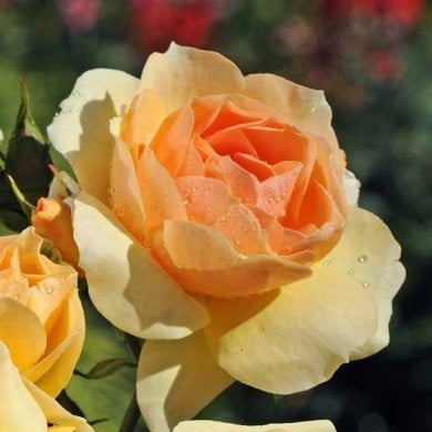 Rosier Mythique® (Edirose)