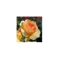 Rosier Mythique® (Edirose)
