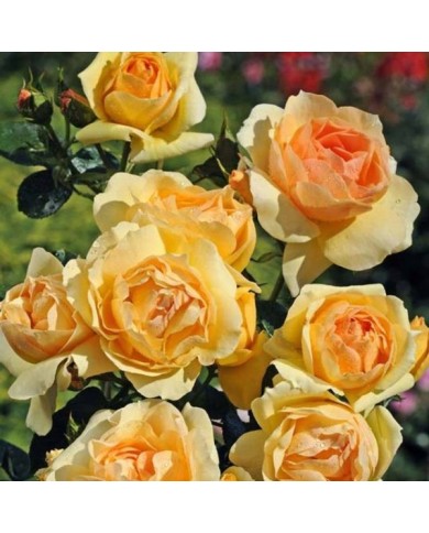 Rosier Mythique® (Edirose)