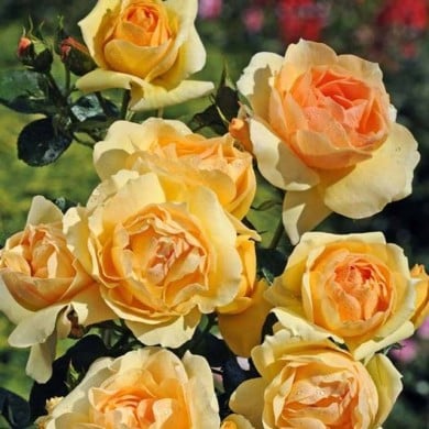 Rosier Mythique® (Edirose)