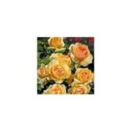 Rosier Mythique® (Edirose)