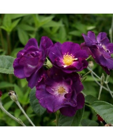 Rosier 'Rhapsody in Blue' - jacki-dee / flickr.com