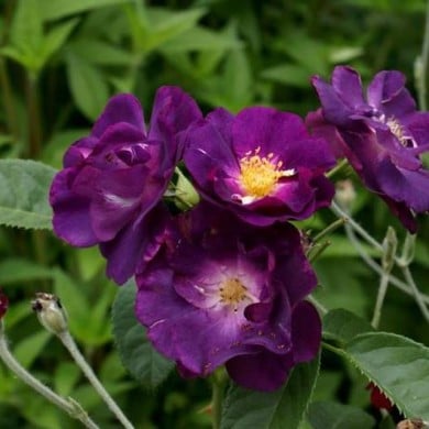 Rosier 'Rhapsody in Blue' - jacki-dee / flickr.com