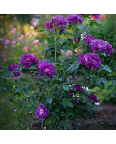 Rosier Rhapsody in Blue - Dmitriy Konstantinov / Wikimedia