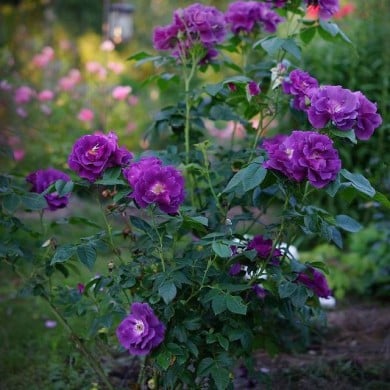 Rosier Rhapsody in Blue - Dmitriy Konstantinov / Wikimedia