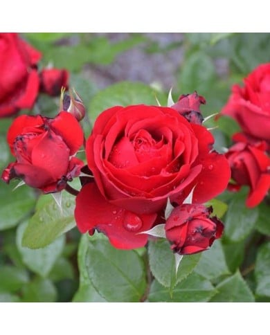 Rosier à fleurs groupées Société Nationale d'Horticulture de France® (Georges Delbard)