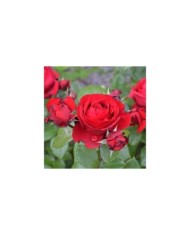 Rosier à fleurs groupées Société Nationale d'Horticulture de France® (Georges Delbard)
