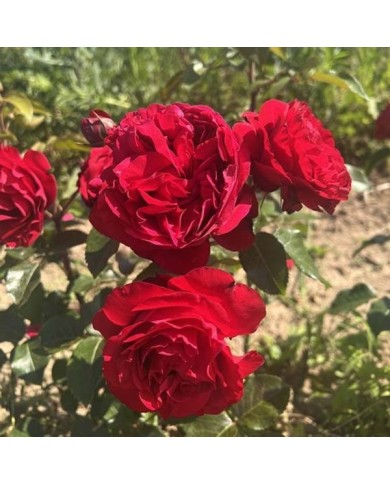 Rosier à fleurs groupées Société Nationale d'Horticulture de France® (Georges Delbard)