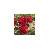 Rosier à fleurs groupées Société Nationale d'Horticulture de France® (Georges Delbard)