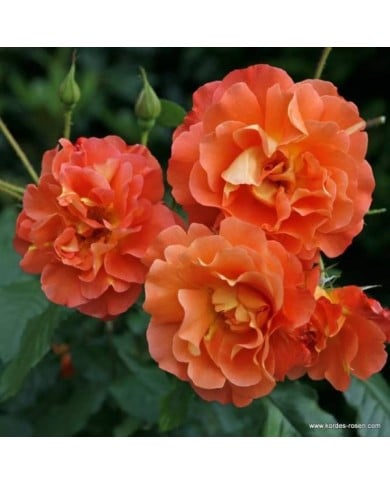 Rosier à fleurs groupées Westerland® (www.Rosen.de)
