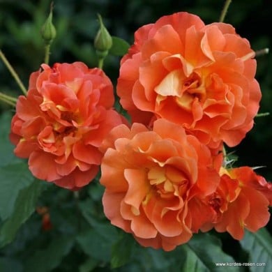 Rosier à fleurs groupées Westerland® (www.Rosen.de)