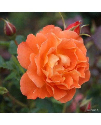 Rosier à fleurs groupées Westerland® (www.Rosen.de)