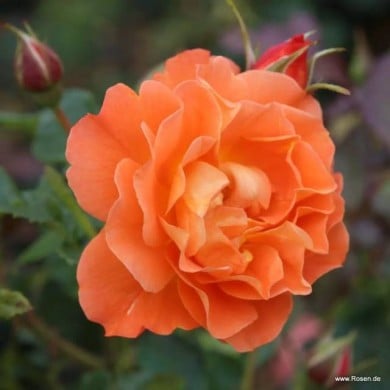 Rosier à fleurs groupées Westerland® (www.Rosen.de)