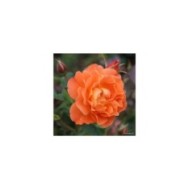 Rosier à fleurs groupées Westerland® (www.Rosen.de)