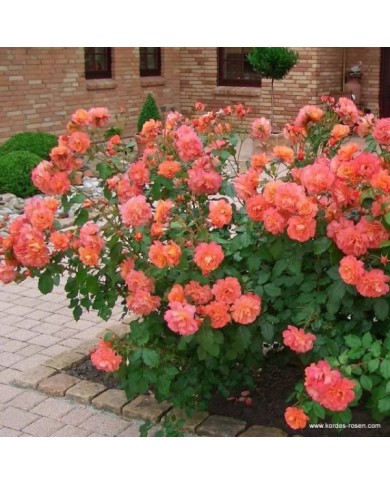 Rosier à fleurs groupées Westerland® (www.Rosen.de)