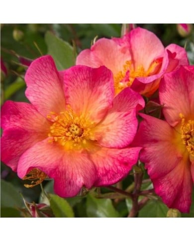 Rosier buisson Yann Arthus-Bertrand® 'Meipelmel' (Meilland)