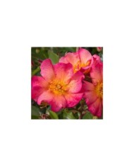 Rosier buisson Yann Arthus-Bertrand® 'Meipelmel' (Meilland)