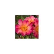 Rosier buisson Yann Arthus-Bertrand® 'Meipelmel' (Meilland)